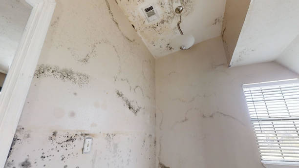 Best Attic Mold Removal  in Hernando Beach, FL