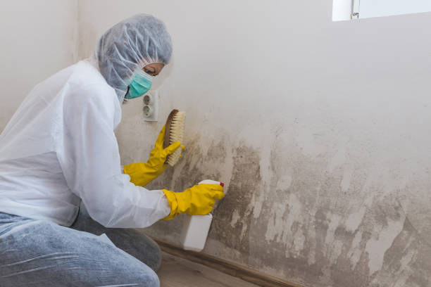 Best Emergency Mold Remediation  in Hernando Beach, FL