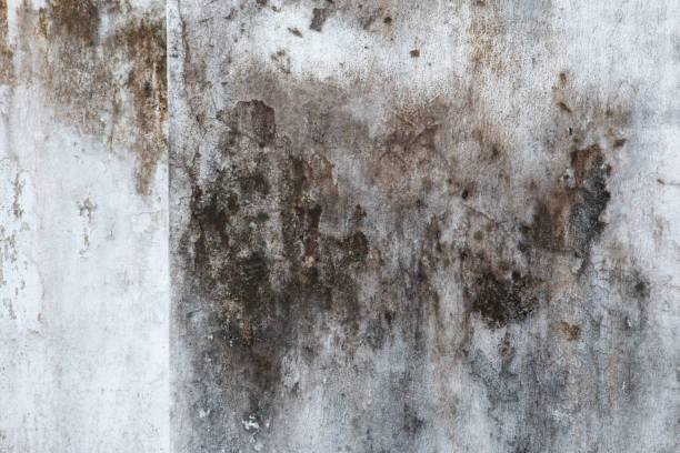 Hernando Beach, FL Mold Removal Company