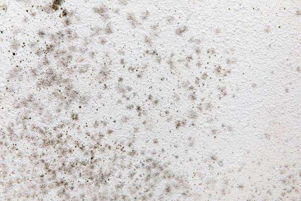 Best Mold Documentation for Insurance Claims  in Hernando Beach, FL