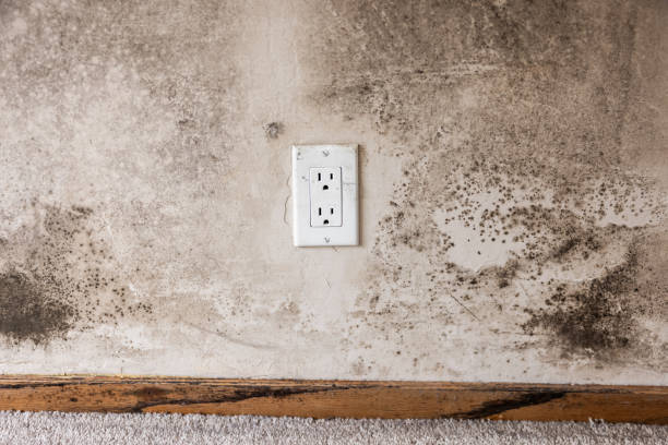 Best Post-Remediation Verification Testing  in Hernando Beach, FL
