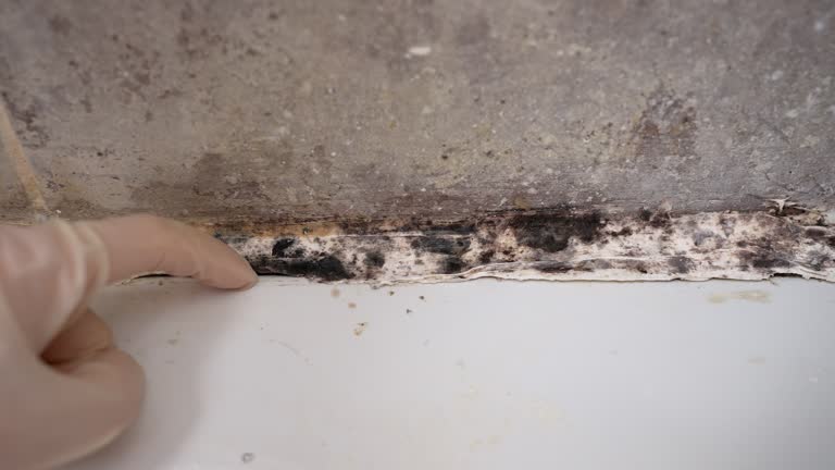Best Black Mold Removal  in Hernando Beach, FL